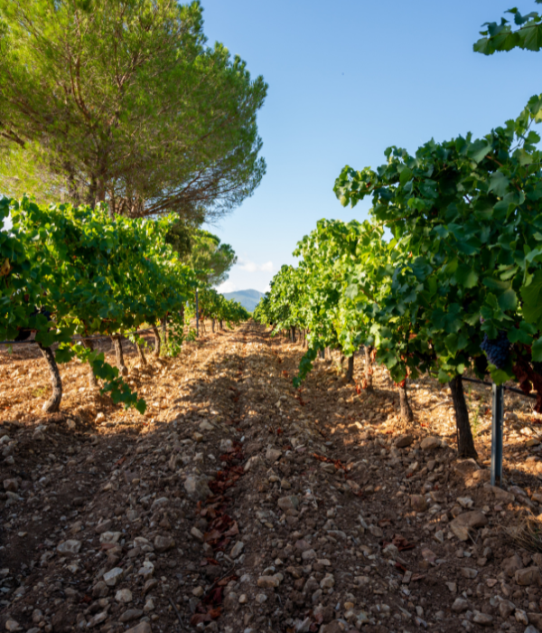 Vin de Bandol